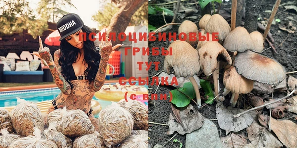 прущие грибы Вязники